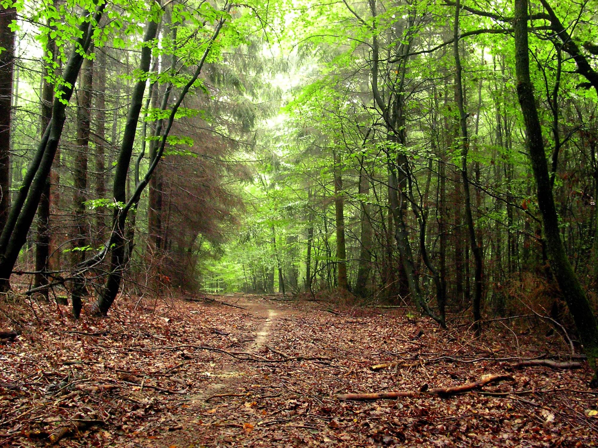 Die Wald-Lichtung, ein Pfad durch den Wald.