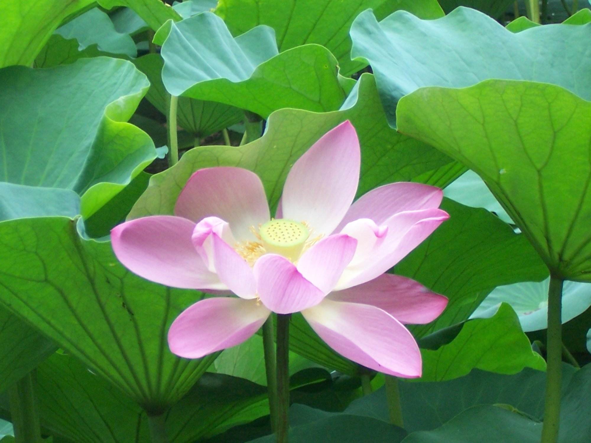 Eine rosa Lotusblume, umgeben von grünen Blättern.